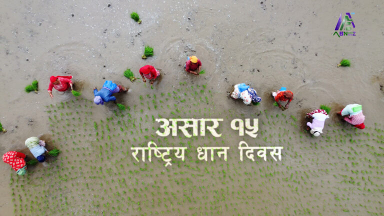 आज असार १५ अर्थात् धान दिवस मनाइँदै, दही–चिउरा खाने चलन