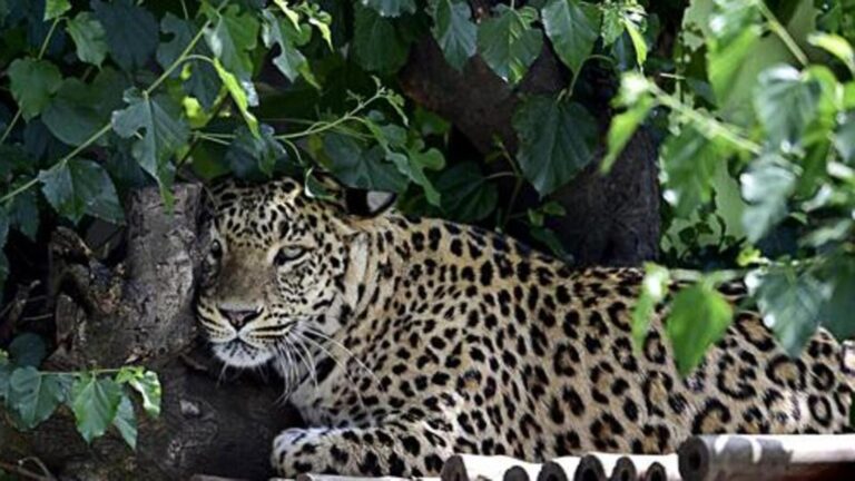 होसियार, चितुवाको आक्रमणबाट छ वर्षीय बालकको मृत्यु