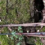 रुकुमपूर्वको जंगलमा भरुवा बन्दुक फेला