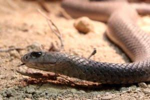 सर्पदंशका बिरामी बढ्दै, पहाडी र हिमाली अस्पतालमा एन्टिभेनम अभाव